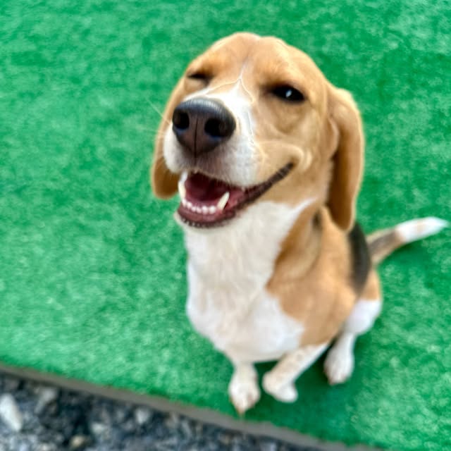 Beagle sentado no gramado olhando para a câmera, em foto da Cindy